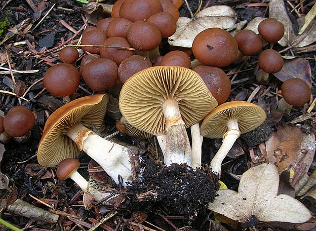 Una Galerina al giardino botanico